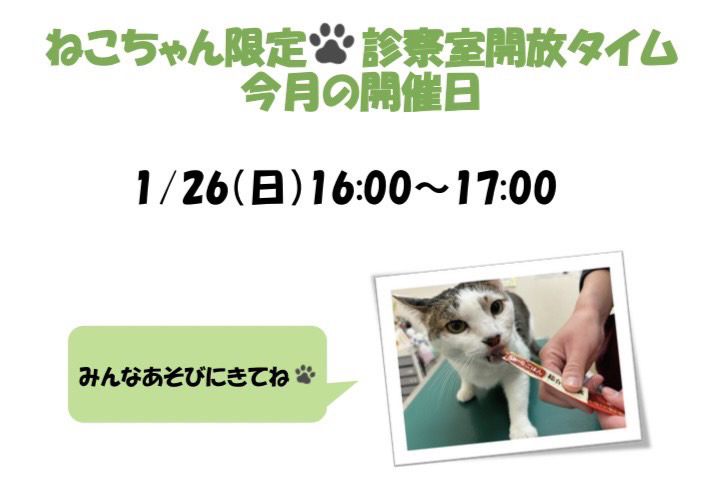 ねこちゃん限定診察室開放タイム2025年01月